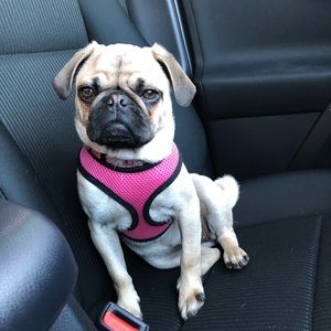 Meet your Posher, Jazmin